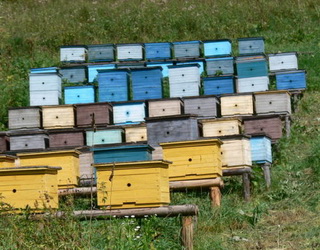 На Одещині протягом трьох років реалізують агропромисловий кластер із розвитку бджільництва